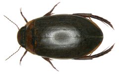 Rhantus suturellus by Udo Schmidt. Used under a CC BY-SA 2.0 license.