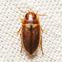 Copelatus debilis by Jgw-atx. Used under a CC BY 4.0 license.