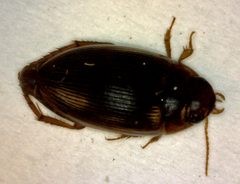 Copelatus glyphicus 3 by Fredlyfish4. Used under a CC BY-SA 3.0 license.
