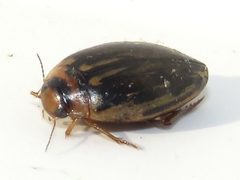 Coptotomus longulus by Dan MacNeal. Used under a CC BY 4.0 license.