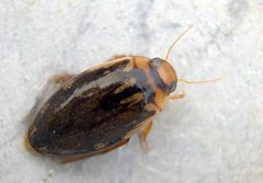 Coptotomus loticus by iNaturalist user: psweet. Used under a CC BY-SA 4.0 license.
