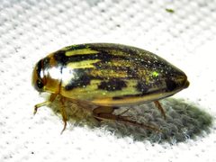 Coptotomus venustus by Annika Lindqvist. Used under a CC BY 4.0 license.