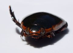 Cybister fimbriolatus UMFS 1 by Fredlyfish4. Used under a CC BY-SA 4.0 license.