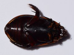 Cybister fimbriolatus UMFS 4 by Fredlyfish4. Used under a CC BY-SA 4.0 license.