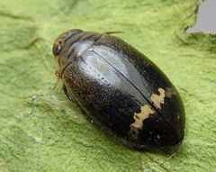 Acilius mediatus by promiseminime. Used under a CC BY 2.0 license.