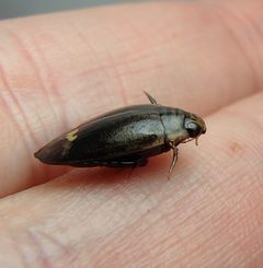 Acilius mediatus 3 by promiseminime. Used under a CC BY 2.0 license.