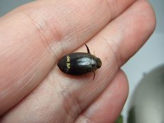 Acilius mediatus 4 by promiseminime. Used under a CC BY 2.0 license.