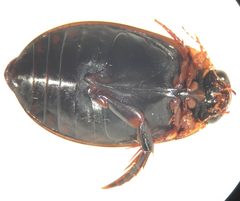 Acilius mediatus UMFS 1 by Fredlyfish4. Used under a CC BY-SA 4.0 license.