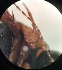 Acilius mediatus UMFS 2 by Fredlyfish4. Used under a CC BY-SA 4.0 license.