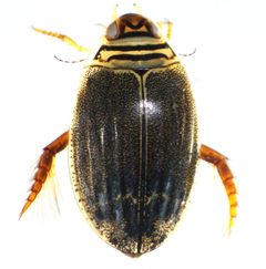 A. semisulcatus fem1 by André-Philippe Drapeau Picard. Used under a CC0 license.