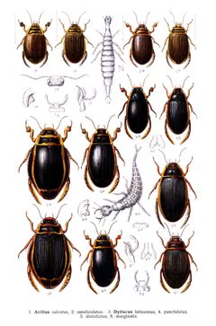 Reitter Dytiscus u.a. by Edmund Reitter
. Used under a Public domain license.
