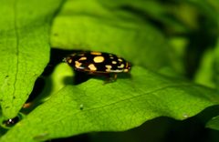 SunburstDivingBeetle ThermonectusMarmoratus by Ltshears. Used under a CC BY-SA 3.0 license.