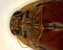 Thermonectus nigrofasciatus 1 by Fredlyfish4. Used under a CC BY-SA 3.0 license.