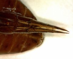Thermonectus nigrofasciatus 2 by Fredlyfish4. Used under a CC BY-SA 3.0 license.