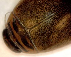 Thermonectus nigrofasciatus 3 by Fredlyfish4. Used under a CC BY-SA 3.0 license.