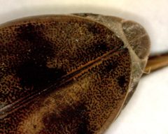 Thermonectus nigrofasciatus 4 by Fredlyfish4. Used under a CC BY-SA 3.0 license.