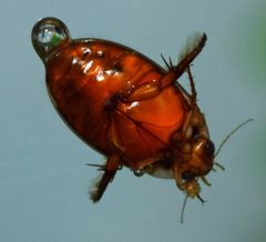 Thermonectus nigrofasciatus male by Fredlyfish4. Used under a CC BY-SA 4.0 license.