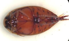 Thermonectus nigrofasciatus ornaticollis 1 by Fredlyfish4. Used under a CC BY-SA 4.0 license.