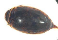 Thermonectus nigrofasciatus ornaticollis 2 by Fredlyfish4. Used under a CC BY-SA 4.0 license.