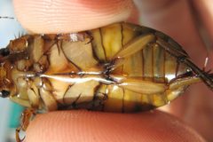 Dytiscus circumcinctus2 by 



This image is created by user Rob Felix at Waarneming.nl, a source of nature observations in the Netherlands.
. Used under a CC BY 3.0 license.