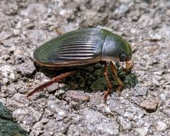 Dytiscus fasciventris by Ceeec. Used under a CC0 license.