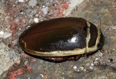 Dytiscus habilis dorsal by Peet Sajot. Used under a CC BY 4.0 license.