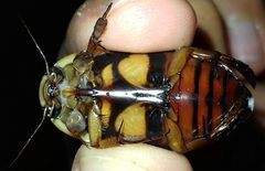 Dytiscus habilis ventral by Peet Sajot. Used under a CC BY 4.0 license.