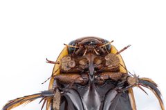Dytiscus verticalis 268022985 by Zhongqi Wang. Used under a CC BY 4.0 license.