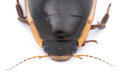 Dytiscus verticalis 268023013 by Zhongqi Wang. Used under a CC BY 4.0 license.