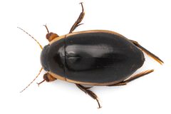 Dytiscus verticalis 268023035 by Zhongqi Wang. Used under a CC BY 4.0 license.