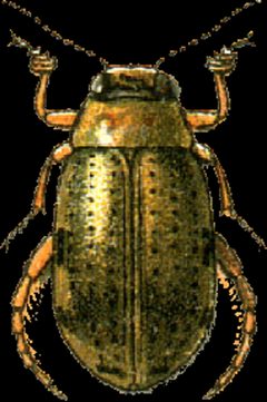 Eretes sticticus Jacobson by Georgiy Jacobson. Used under a Public domain license.