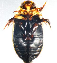 H. aruspex fem2 by André-Philippe Drapeau Picard. Used under a CC0 license.
