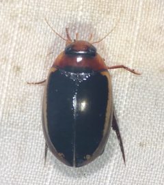 Hydaticus bimarginatus by iNaturalist user: pbedell. Used under a CC BY-SA 4.0 license.