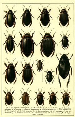 Georgiy Jacobson - Beetles Russia and Western Europe - plate 11 by see in description. Used under a Public domain license.
