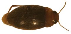 Bidessonotus inconspicuus by Fredlyfish4. Used under a CC BY-SA 4.0 license.