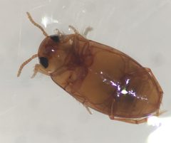 Neobidessus pullus floridanus 1 by Fredlyfish4. Used under a CC BY-SA 4.0 license.