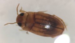 Neobidessus pullus floridanus 2 by Fredlyfish4. Used under a CC BY-SA 4.0 license.
