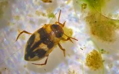 Devils Hole Neoclypeodytes cinctellus by Olin Feuerbacher/USFWS. Used under a Public domain license.