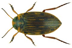Stictotarsus griseostriatus by Udo Schmidt. Used under a CC BY-SA 2.0 license.
