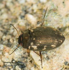 Leconectes striatellus by Jesse Rorabaugh. Used under a CC0 license.