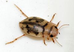 Nebrioporus-undetermined-06-fws by Francisco Welter-Schultes. Used under a CC0 license.