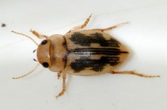 Nebrioporus-undetermined-07-fws by Francisco Welter-Schultes. Used under a CC0 license.