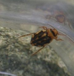 Nebrioporus depressus - Flickr - S. Rae by S. Rae from Scotland, UK. Used under a CC BY 2.0 license.