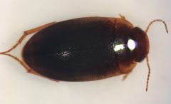 Hydrocolus deflatus 1 by Fredlyfish4. Used under a CC BY-SA 4.0 license.