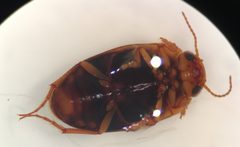 Hydrocolus deflatus 2 by Fredlyfish4. Used under a CC BY-SA 4.0 license.
