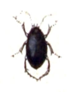 Hygrotus.impressopunctatus.-.calwer.08.16 by Emil Hochdanz
. Used under a Public domain license.