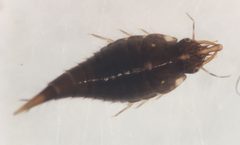 Pachydrus princeps larva by Fredlyfish4. Used under a CC BY 4.0 license.