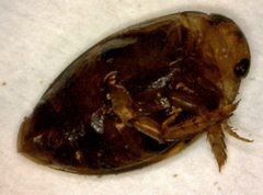 Laccophilus fasciatus 1 by Fredlyfish4. Used under a CC BY-SA 3.0 license.