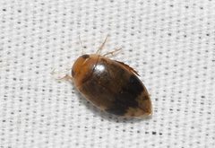 Laccophilus fasciatus ssp. rufus - predaceous diving beetle by Wildreturn. Used under a CC BY 2.0 license.