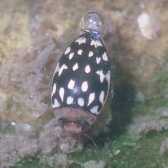 Laccophilus pictus by Ken-ichi Ueda. Used under a CC BY 4.0 license.